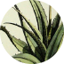 72_aloeVera-Nature Baby