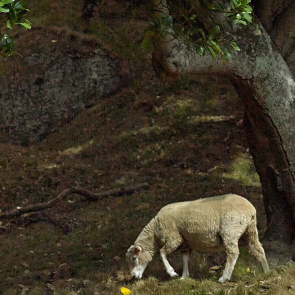 More-About-Us-Merino-Wool_1-Nature Baby
