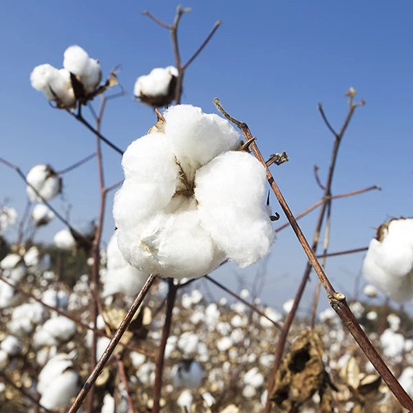 More-About-Us-Organic-Cotton_1-Nature Baby