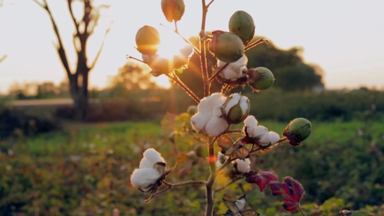 video-block-background-Nature Baby